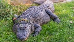 Is Alligator Meat Halal? A Guide to Islamic Dietary Laws