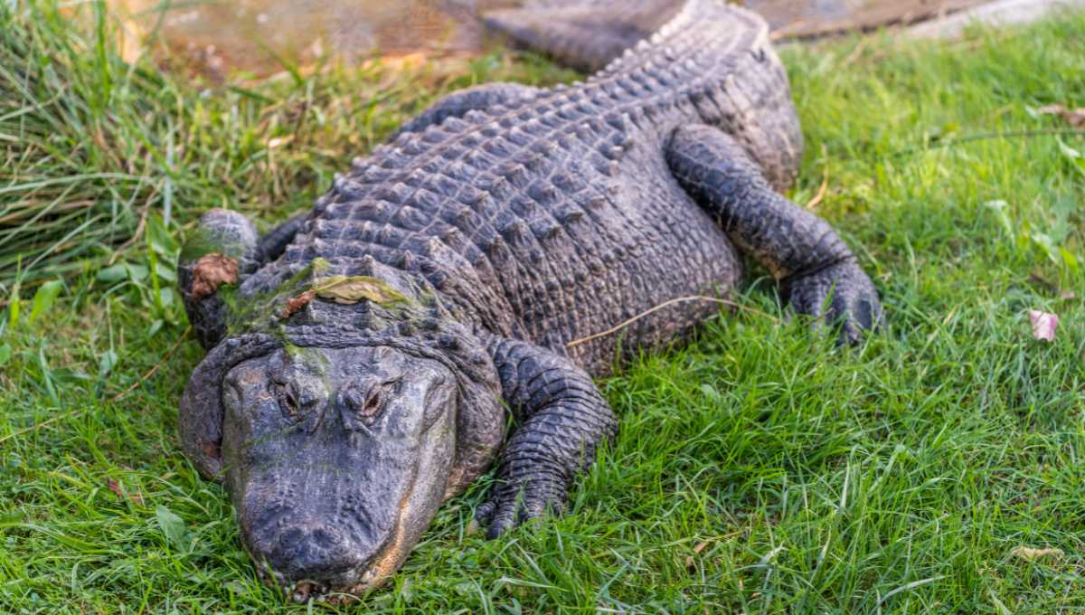 Is Alligator Meat Halal? A Guide to Islamic Dietary Laws