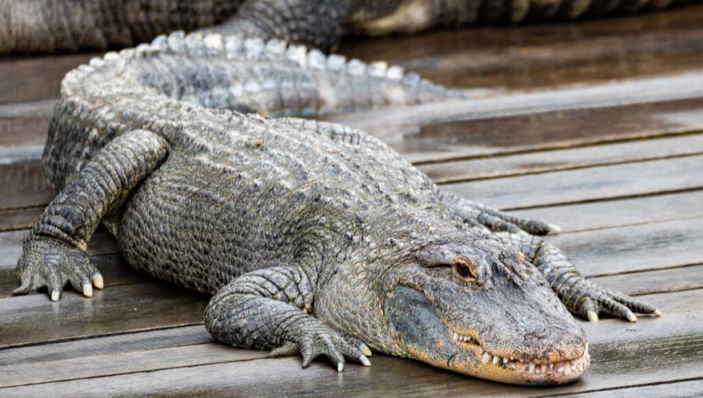 Is Alligator Meat Halal? A Guide to Islamic Dietary Laws