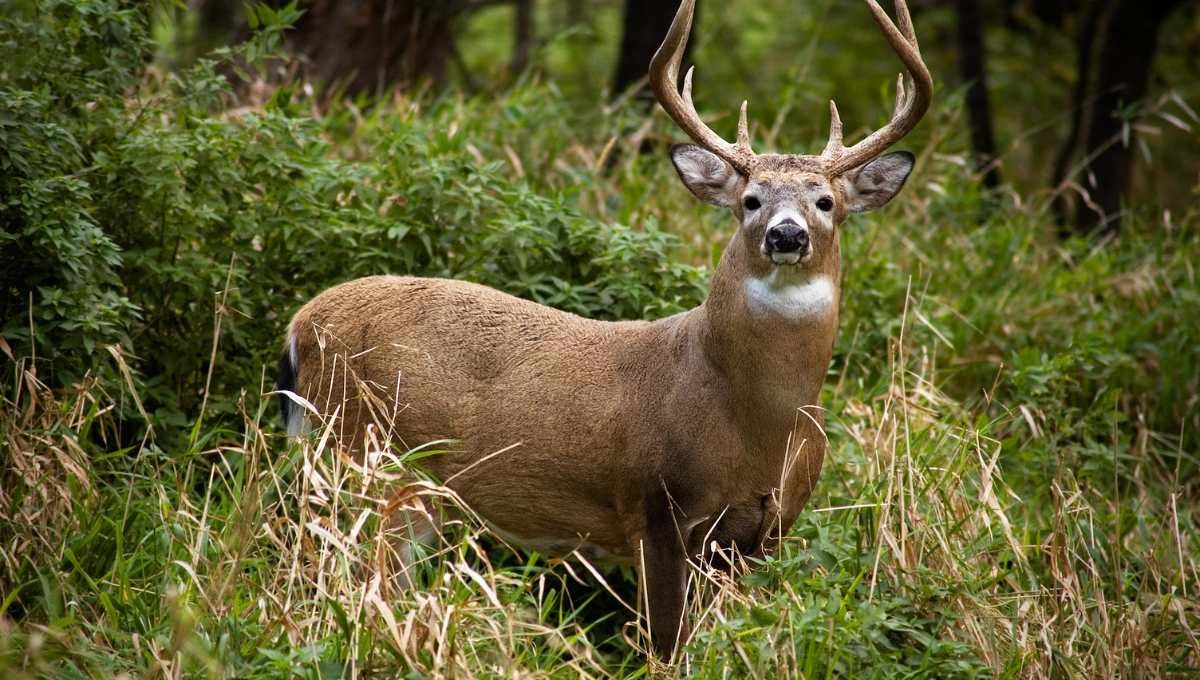 Is Deer Meat Halal? Essential Considerations for Muslim Consumers